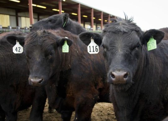 Is Beef Breeding Derailing the U.S. Dairy Industry?