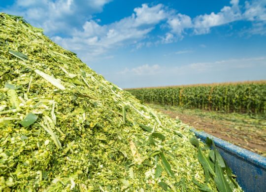 Corn silage season